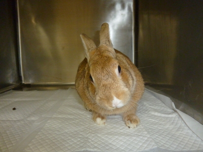 ウサギ 捻転斜頚.JPG