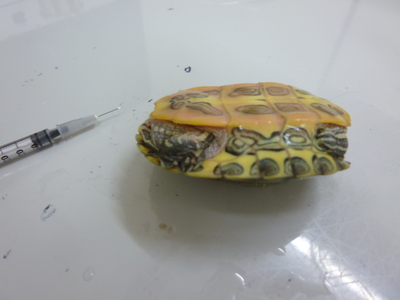 甲羅の感染症 (2).JPG