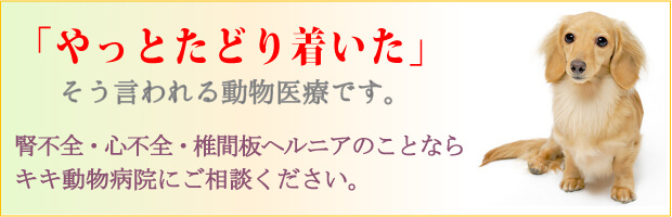 腎不全・心不全・椎間板ヘルニアのことならキキ動物病院